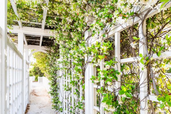 Trellis Repair in Lehi