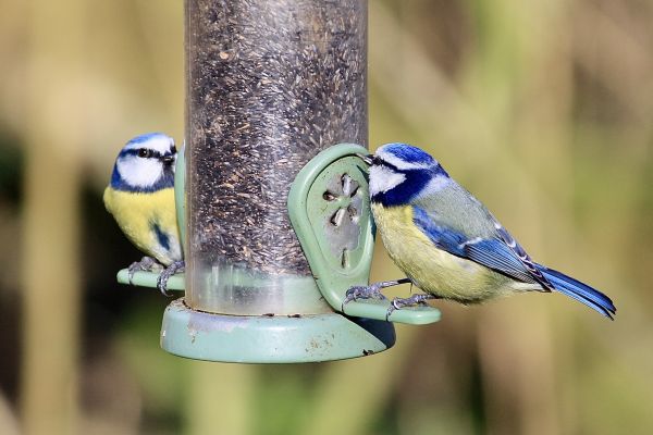 Bird Feeder Mounting Service in Lehi