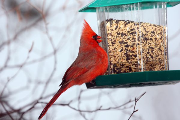 Bird Feeder Hanging in Lehi